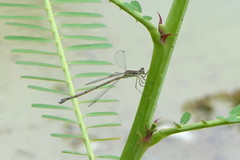 Lestes pallidus