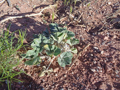 Pediomelum castoreum