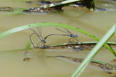 Lestes tridens