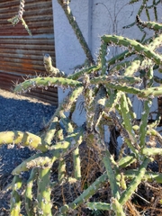 Cylindropuntia arbuscula