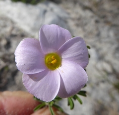 Oxalis hirta