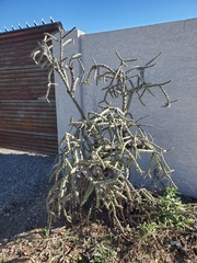 Cylindropuntia arbuscula