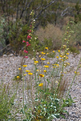 Penstemon bicolor
