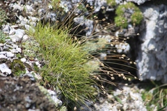 Sesleria ovata