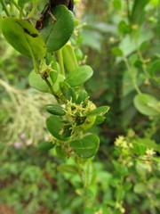 Metastelma burchellii