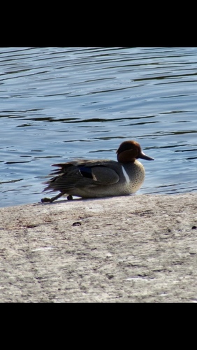 Green-winged Teal