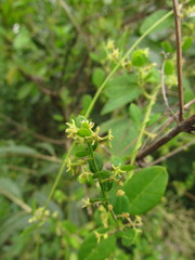 Metastelma burchellii