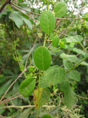 Metastelma burchellii