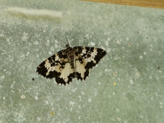 Rheumaptera hastata