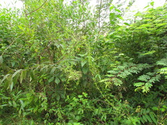 Metastelma burchellii