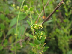Metastelma burchellii