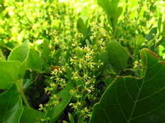 Metastelma burchellii