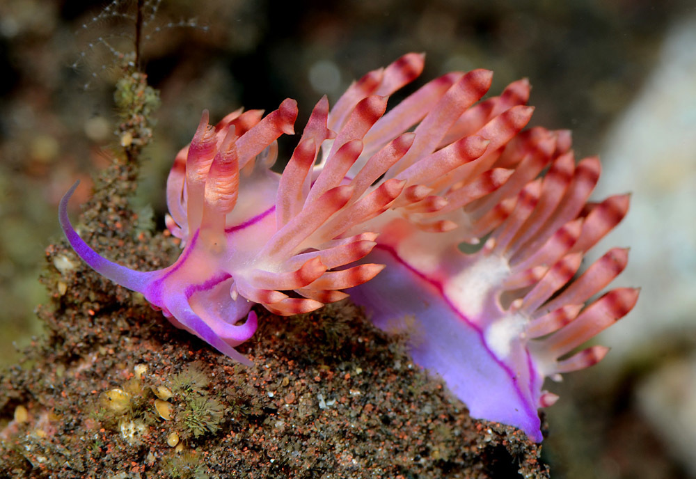 Coryphellina flamma
