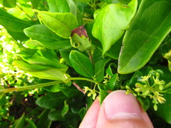 Metastelma burchellii