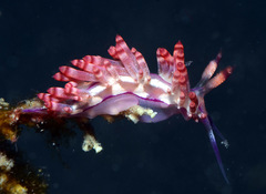 Coryphellina flamma