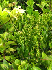 Metastelma burchellii