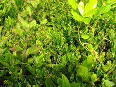 Metastelma burchellii