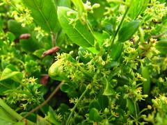 Metastelma burchellii