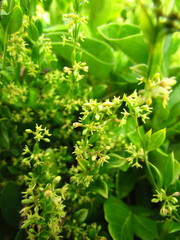 Metastelma burchellii