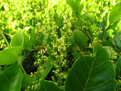 Metastelma burchellii