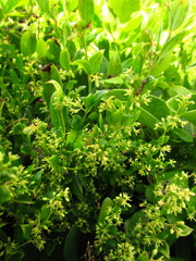 Metastelma burchellii