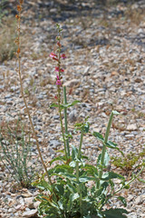 Penstemon bicolor roseus