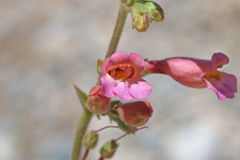 Penstemon bicolor roseus