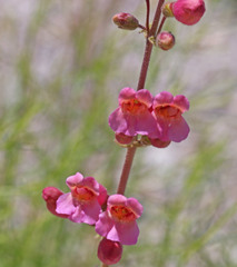 Penstemon bicolor roseus