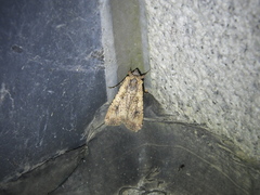 Diarsia canescens