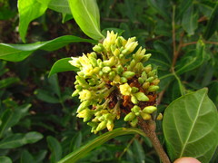 Forsteronia leptocarpa