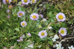 Erigeron uniflorus