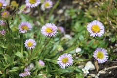 Erigeron uniflorus