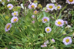 Erigeron uniflorus
