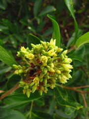 Forsteronia leptocarpa