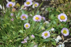 Erigeron uniflorus