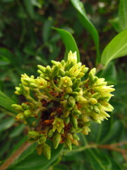 Forsteronia leptocarpa