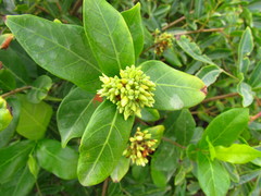 Forsteronia leptocarpa