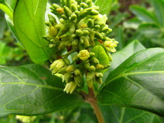 Forsteronia leptocarpa