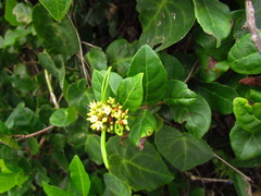Forsteronia leptocarpa