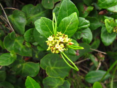 Forsteronia leptocarpa