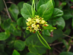 Forsteronia leptocarpa