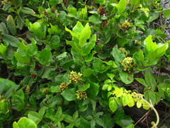 Forsteronia leptocarpa