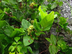 Forsteronia leptocarpa