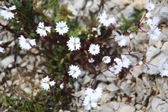 Heliosperma pusillum
