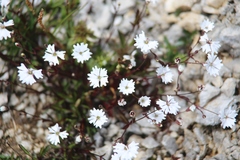 Heliosperma pusillum