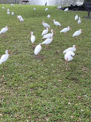 Eudocimus albus
