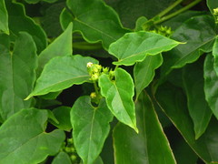 Gonolobus parviflorus