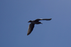 Larus occidentalis
