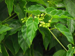 Gonolobus parviflorus