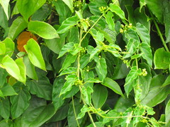 Gonolobus parviflorus